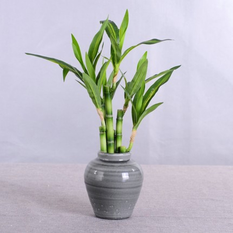 New 40cm rFtificial Lucky Bamb - огляд і ціна Bonsai Garden Bench