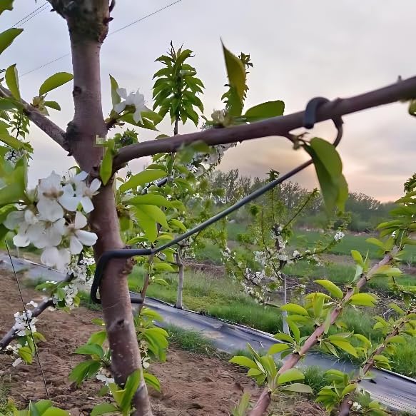Adjustable Fruit Tree Branch S - огляд і ціна Bonsai Garden Tree