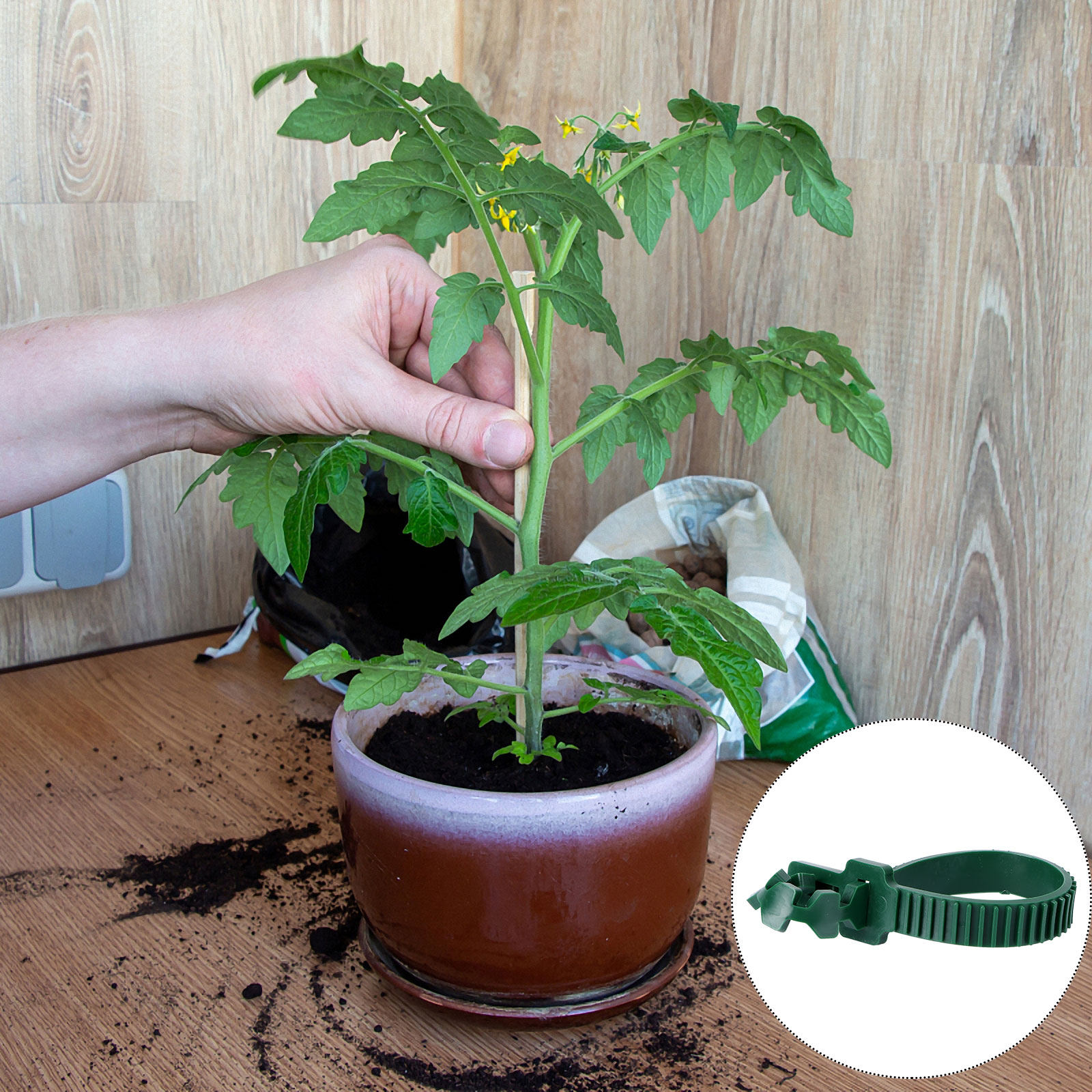 20Pcs Vine Fixing Buckle Plant - огляд і ціна Bonsai Garden Tree